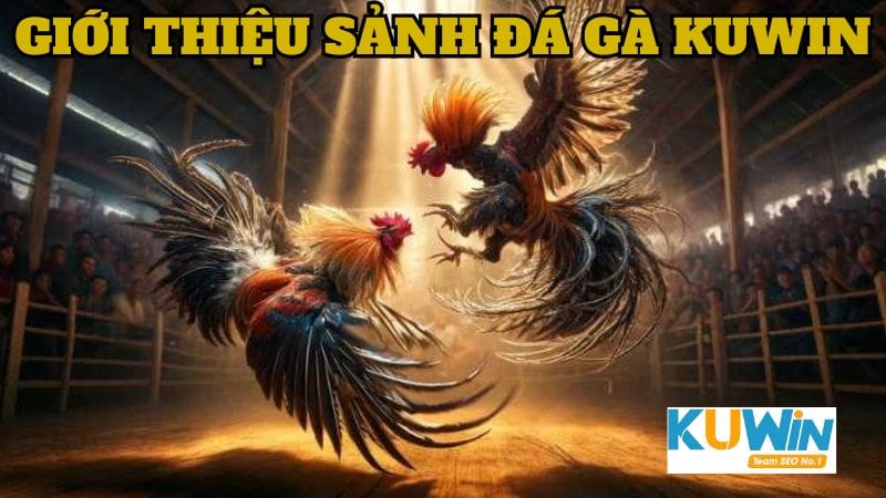 Tìm hiểu những thông tin về sảnh cược Đá gà từ nhà cái