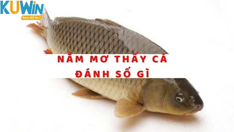 Giải mã giấc mơ thấy cá