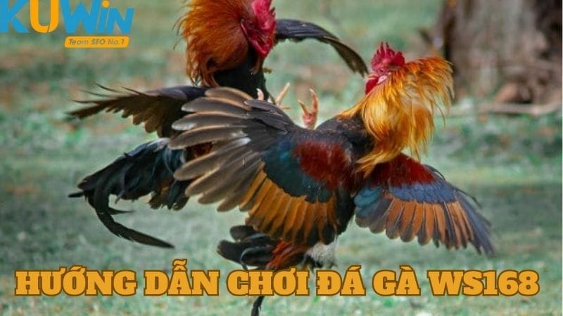 Hướng dẫn chơi Đá gà WS168